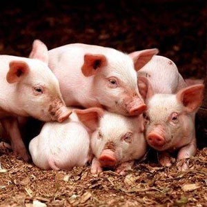 生猪价格爆涨为什么养殖户压力反而增大